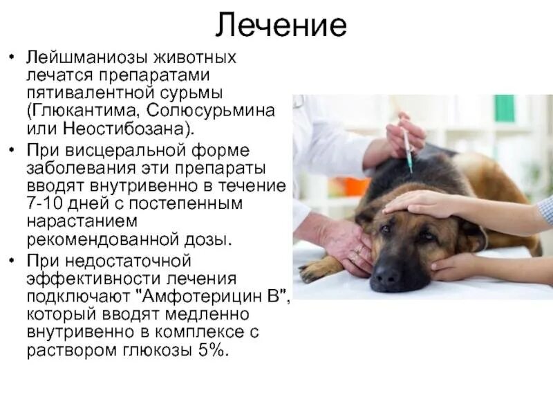 Лейшманиозы протозойные. Болезни животных собаки. Инфекционные болезни животных. Болезни породы собак