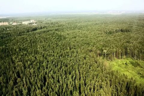 Города на месте лесов