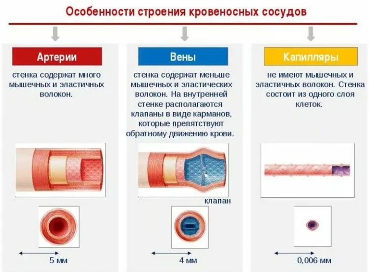 Артерии вены капилляры слои. Строение стенки кровеносных сосудов. Структура и функции артерий, вен и капилляров»:. Виды кровеносных сосудов особенности их строения. Строение стенок артерий вен капилляров.