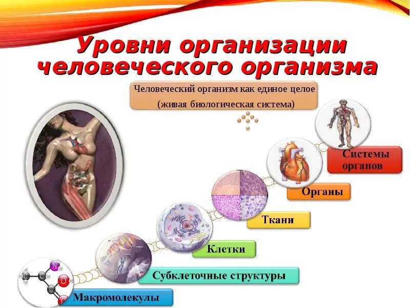 Уровни организации человеческого организма. Уровнирганизации организма. Уровни организации орга. Уровни организации организма человека кратко. Последовательность в организации организма