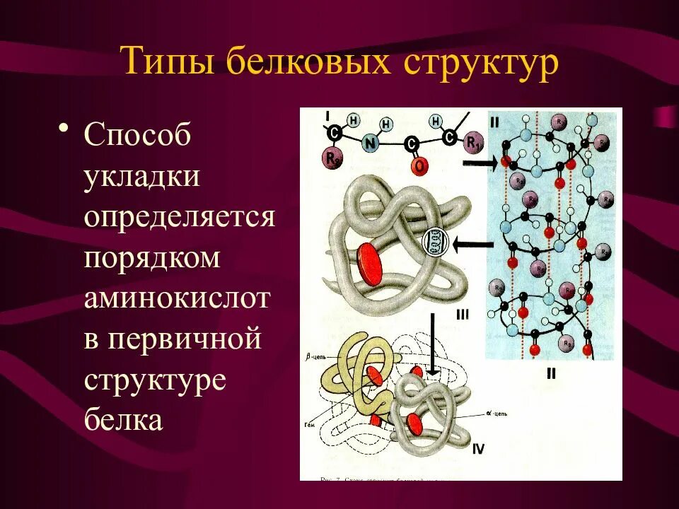 2 типа белков. Типы белков. строение белков. первичная структура белка определяется. типы белковых структур.