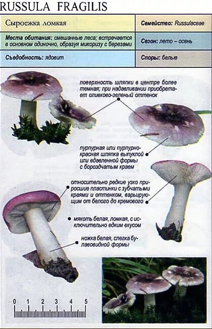Какую среду обитания освоила сыроежка ответ. Сыроежка лиловоногая. Сыроежка гриб ложный. Сыроежка гриб съедобный или ядовитый. Сыроежки грибы съедобные и несъедобные.