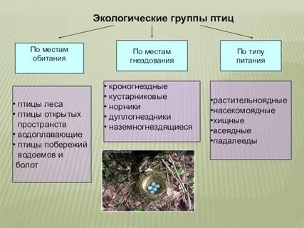 Что такое экологические признаки в биологии 5
