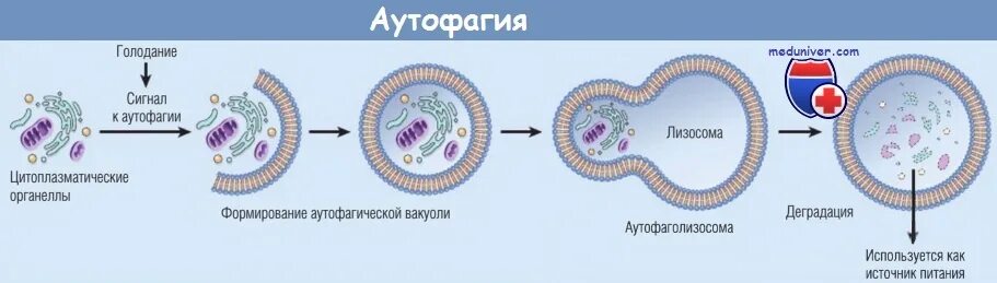 Аутофагия это простыми словами. Процесс аутофагии. Голодание аутофагия. Аутофагия клетки. Аутофагия клеток при голодании.