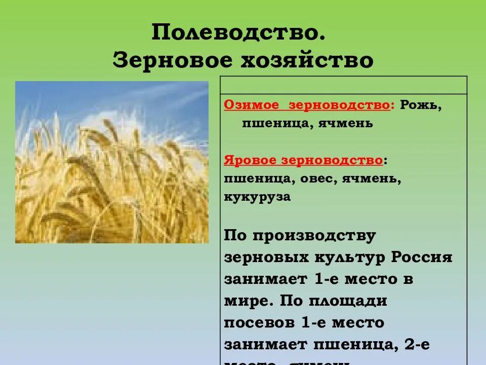 Какая самая распространенная зерновая культура