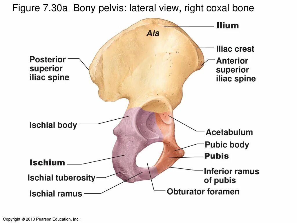 Right view