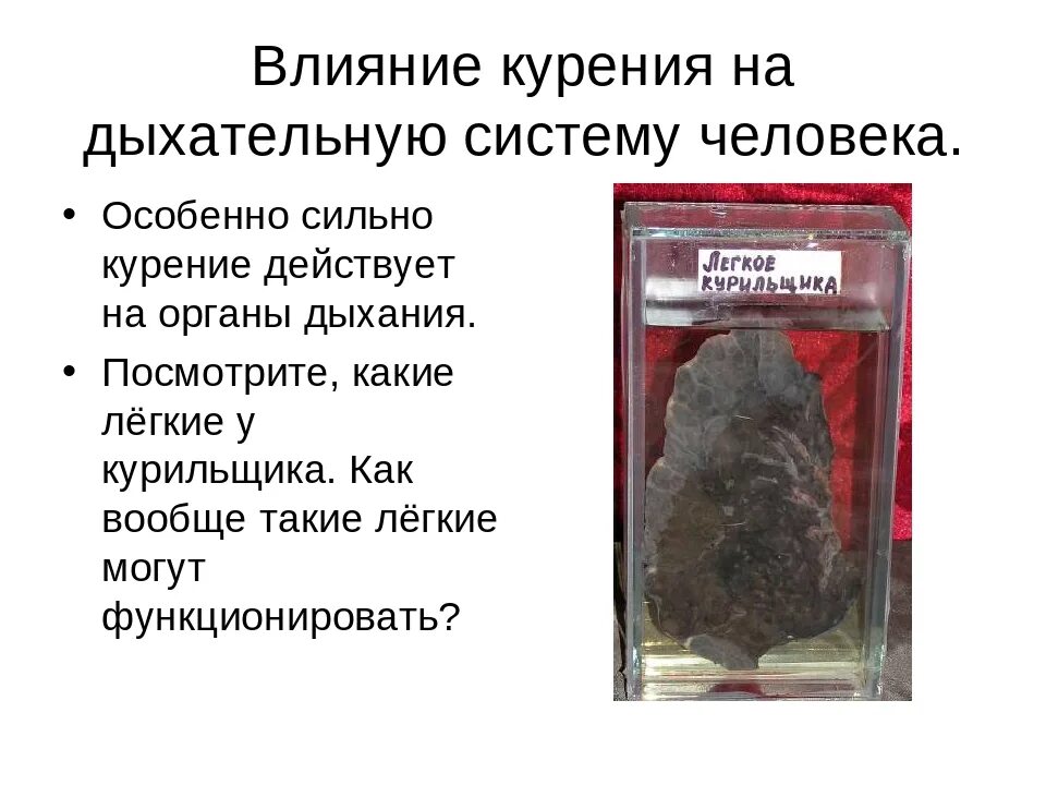 Как курение влияет на дыхательную систему. Влияет ли курение на рост мышц. влияют ли сигареты на рост мышечной массы.