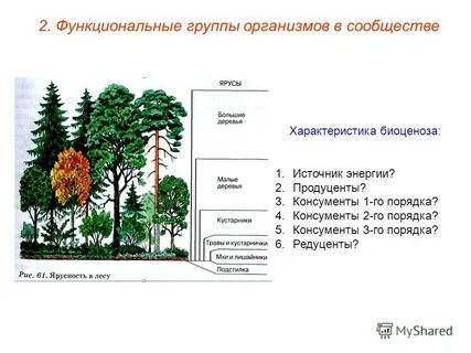 Ярусность биоценоза