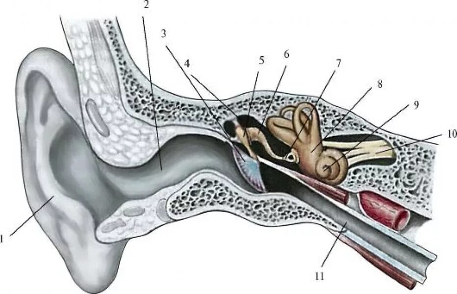 В среднем ухе расположены органы. Наружный слуховой проход анатомия строение. В ушной раковине и барабанной перепонки. Ушная раковина наружный слуховой проход барабанная перепонка. Стремечко анатомия Синельников.
