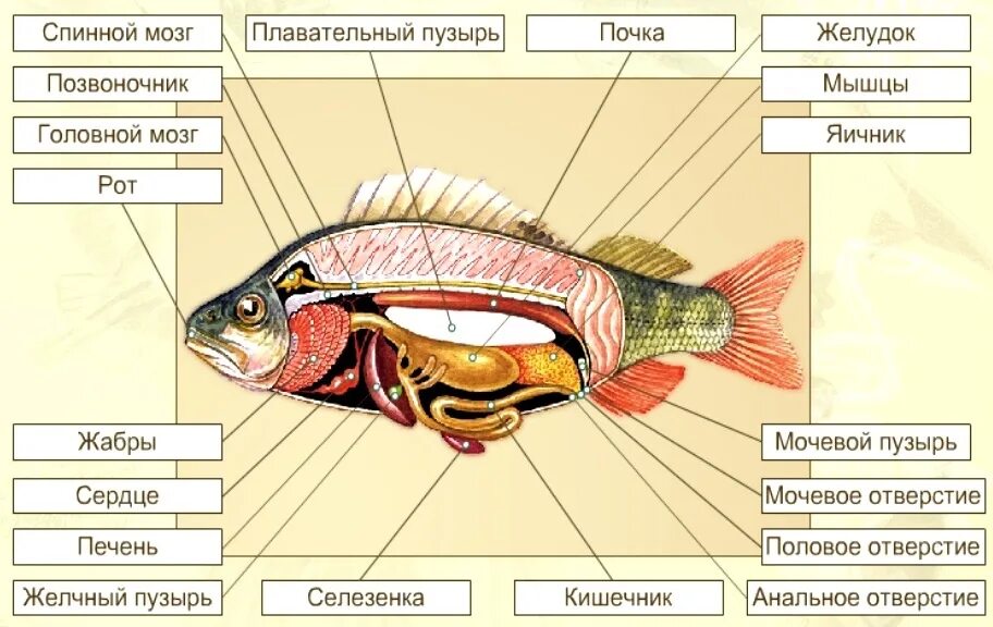 Наружное строение костной рыбы. Внутреннее строение костной рыбы схема. Внутреннее строение костной рыбы 7 класс биология. Нарисовано внутренние строение костной рыбы.