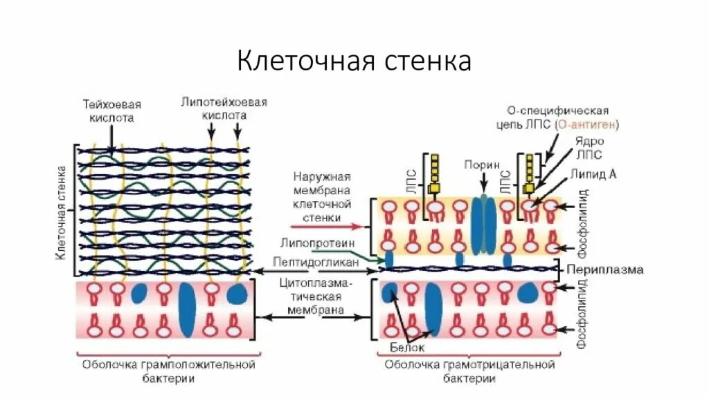 Клеточная стенка окраска. Клеточная стенка: пептидогликан (муреин). Строение пептидогликана клеточной стенки. Стенка бактерии пептидогликан. Строение пептидогликана клеточной стенки бактерий.