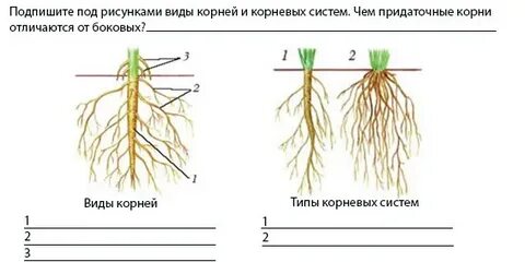 Отличался корень