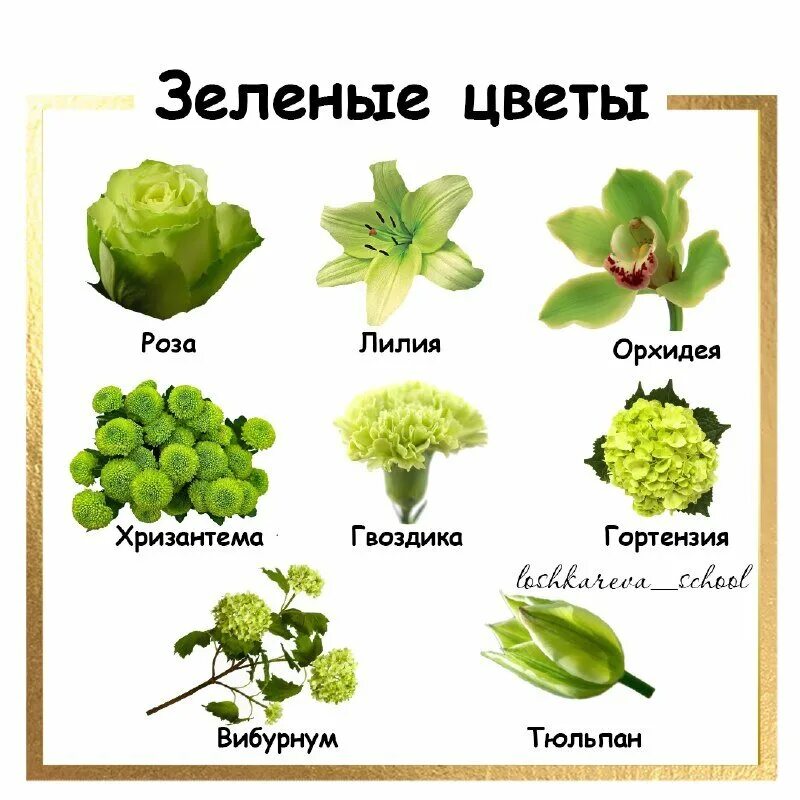 Зеленая ел какая какое. Зеленое растение название. Зелёный цветок название. Цветы зеленого цвета названия. Зелёные растения и их названия.