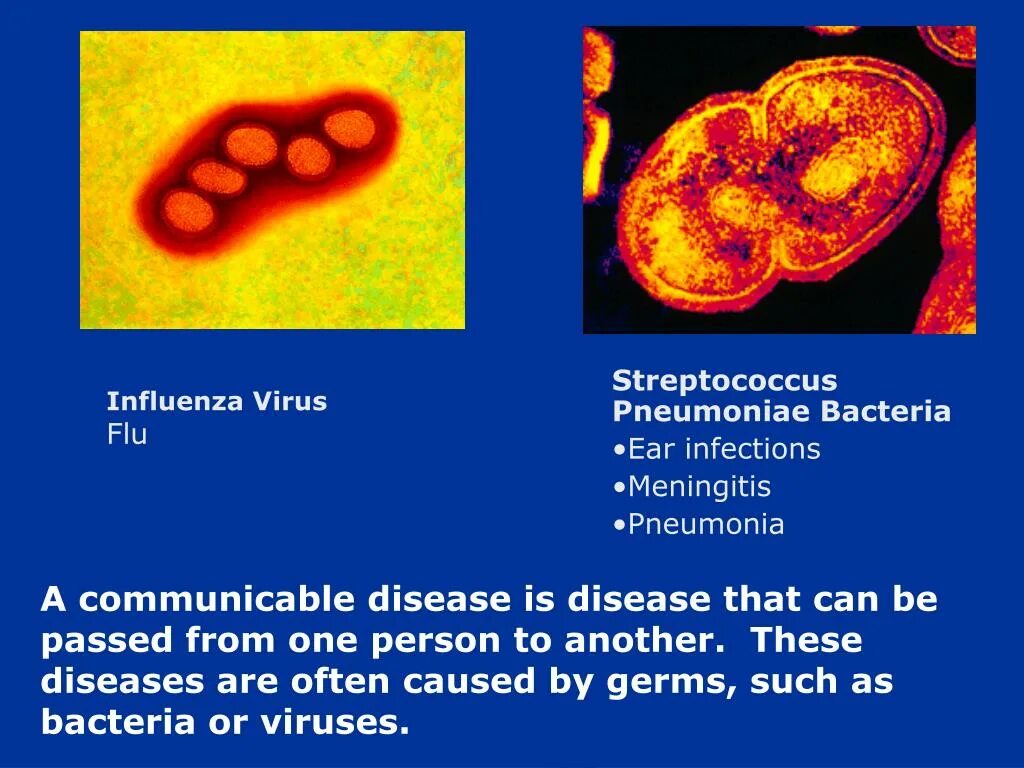 Streptococcus pneumoniae симптомы. Streptococcus pneumoniae (пневмококк). Стрептококки бактерии. Инфлюэнца вирус. Тест стрептококк группы а