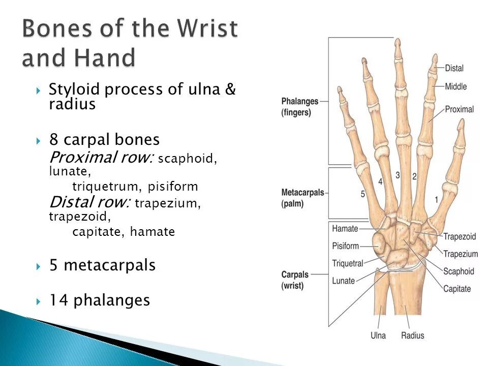 The bones consist of. Hand bones. wrist bones. carpal bones. the ulna of the hand.
