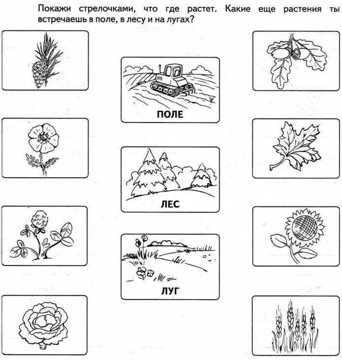 Растительный мир для дошкольников. Задания по окружающему миру. Задания по окружающему миру для дошкольников. Растения задания для дошкольников.