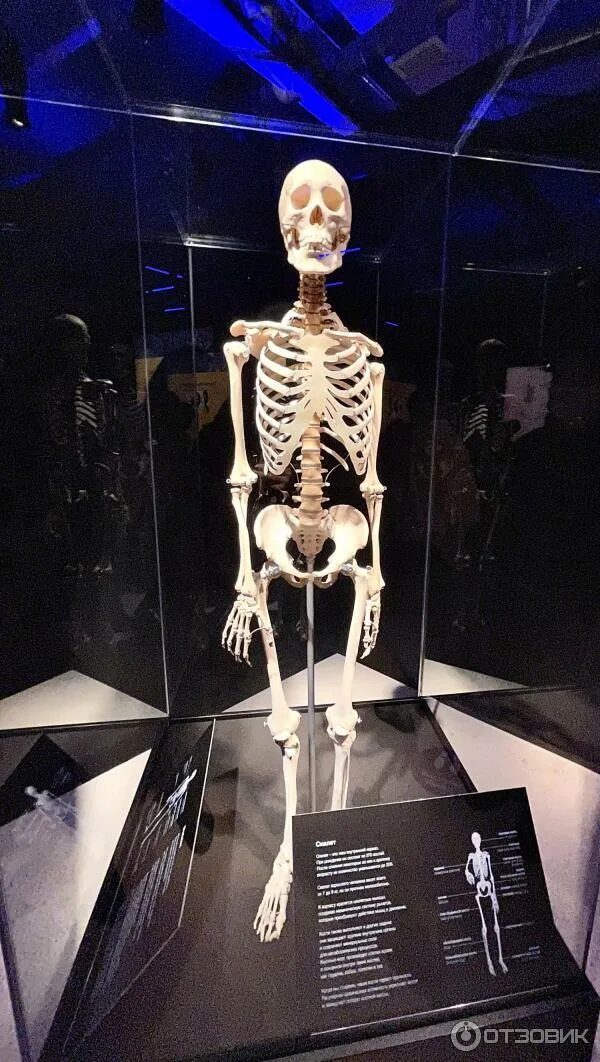 Выставка тел москва. Выставка гюнтера фон хагенса body worlds. Вднх анатомическая выставка хагенса. Выставка тел москва. Выставка анатомия тела вднх.