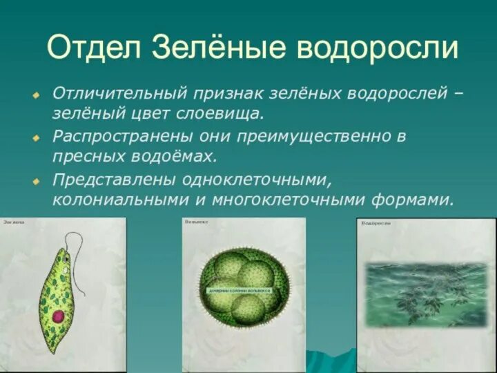 Назовите одноклеточные водоросли. Chlorophyta отдел зелёные водоросли. Одноклеточные водоросли 6 класс биология. Водоросли зеленые одноклеточные и многоклеточные водоросли 5 класс. Водоросли одноклеточные и многоклеточные 5 класс.