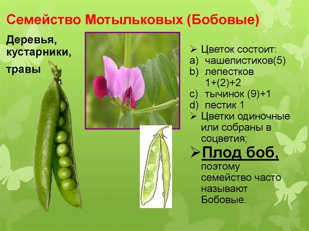 Картинки ПОКРЫТОСЕМЕННЫЕ РАСТЕНИЯ ДВУДОЛЬНЫЕ КЛЕВЕР