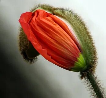 Poppies игрушка