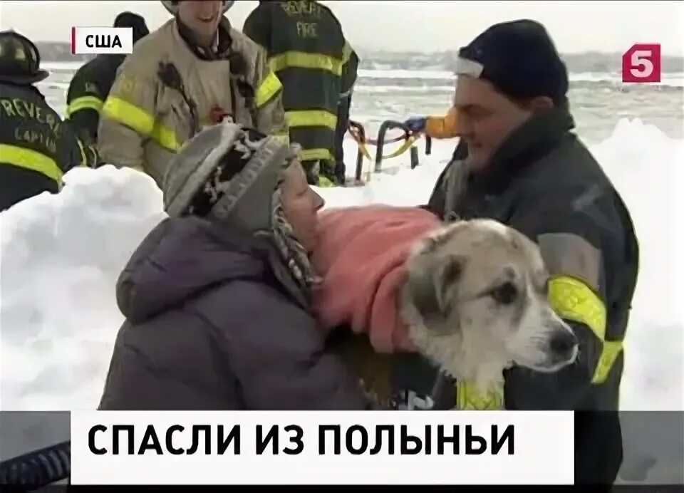 Спасение 2 собак. Спасение 2 собак