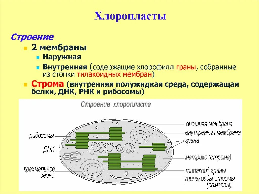 Определение хлоропласты. Органоид хлоропласт строение. Хлоропласты растительной клетки строение и функции. Структура органоидов хлоропласт. Строение хлоропласта Строма.