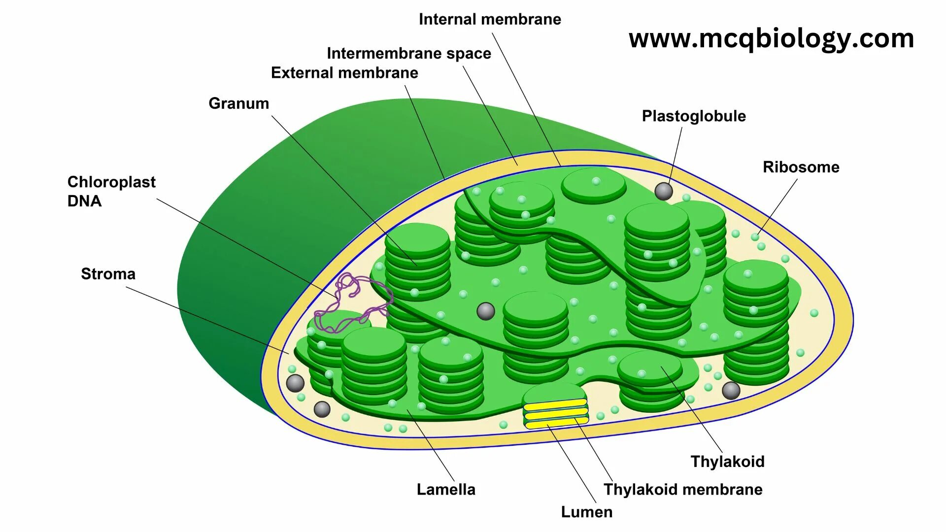 Фотосинтез осуществляется в хромопластах. Chloroplast structure. Chloroplast DNA. Plastids. 1 Тилакоид.