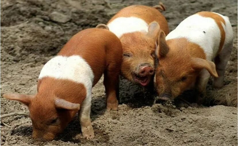 13 свиней. Датская протестная. Поросенок рыжий и белый. Миргородська порода поросят.