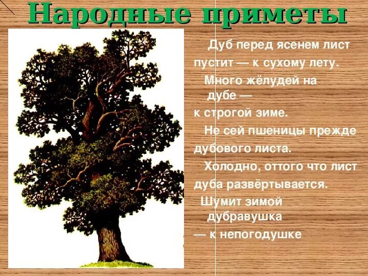 Текст про дуб. Дуб. Сообщение о дереве дуб. Краткая информация про дуб. Дерево дуб для детей описание.