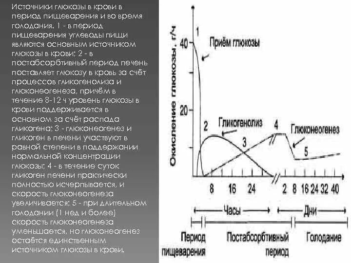 Почему понижена глюкоза. Механизмы регуляции уровня Глюкозы в крови. Повышение концентрации Глюкозы в крови. При голодании уровень Глюкозы. Графики содержания Глюкозы в крови.