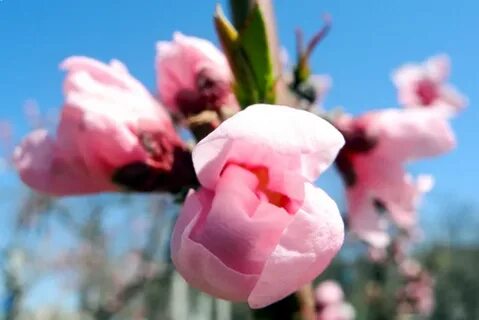 Среди цветов персика