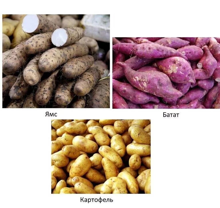 батат отличие от картофеля. калории в картошке. батат отличие от картофеля. батат пищевая ценность. батат отличие от картофеля.
