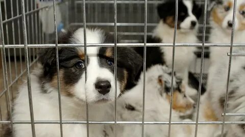 Когда можно будет продать dogs