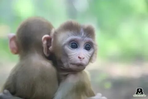Baby monkey wildlife