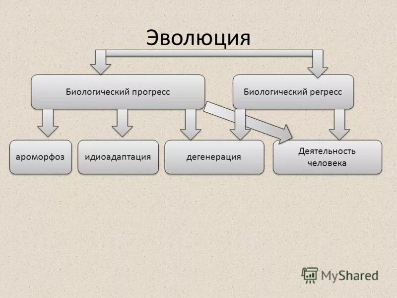 Биологический прогресс в эволюции птиц