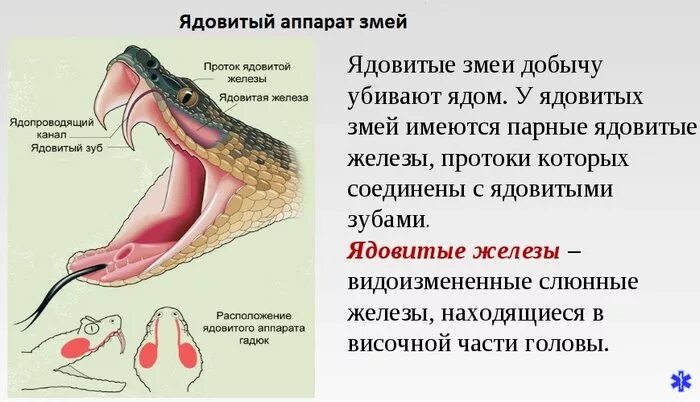 Какой признак внешнего строения змеи. Строение ядовитых зубов у змей. Ядовитая железа змеи строение. Строение ядовитого аппарата змей. Ядовитый железы с ядом у змей.