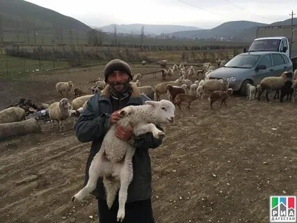 Кфх дагестан
