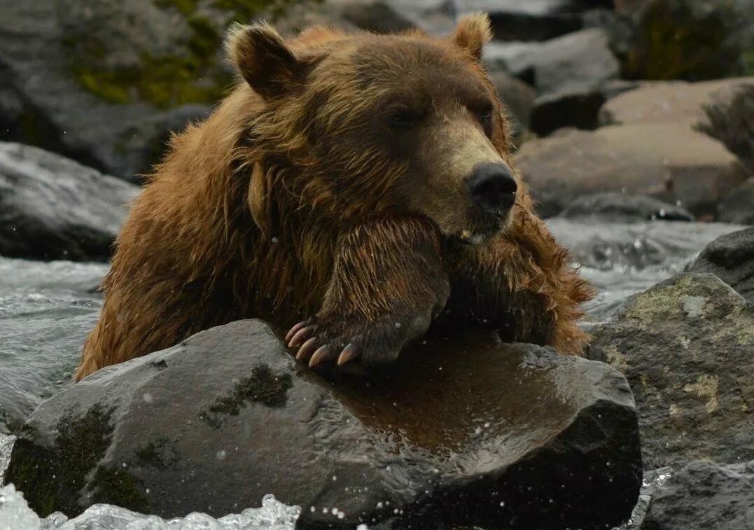 Живого медведя видео. Дикие звери России. Дикая природа. Живая природа России. Природа России медведь.