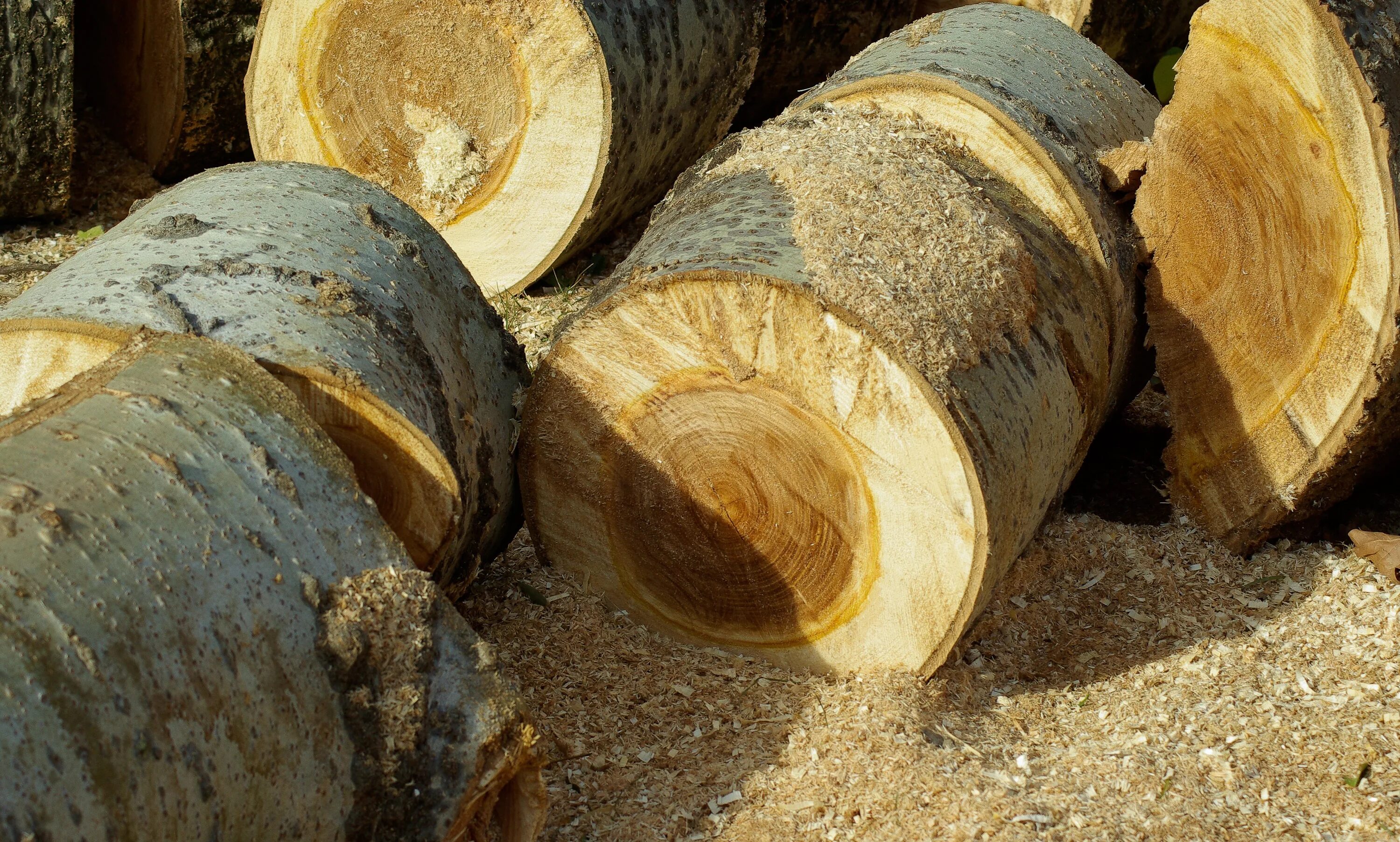 Древесных отходов. Отходы древесины. Кусковые отходы древесины. Отходы деревообрабатывающего производства. Отходы Лесной промышленности.