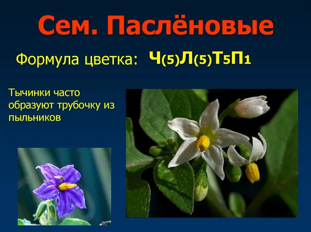 ∗⚥ч5л5т5п1 Паслёновые. Формула цветка пасленовых. Формула цветка пасленовых растений. Пасленовые ч(5)л(5)т5п1 корневая система. Ч5 л5 т бесконечность п бесконечность