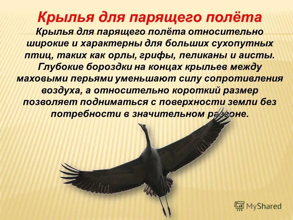 Почему птиц назвали подорожниками. Крылья для парящего полёта. почему мы птиц называем пернатыми друзьями?. почему птиц мы именуем своими пернатыми друзьями. приведи примеры птиц для которых характерен полет парящий.