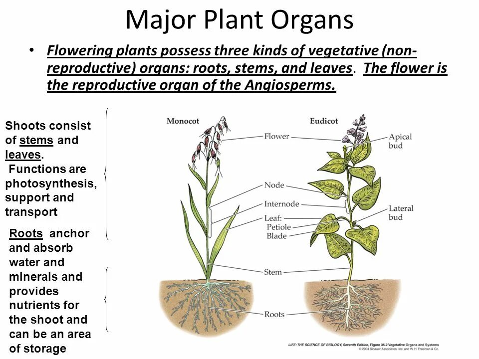 Provided plants. Plant Organs. Plant structure. The structure of a Plant Organ. Plant Organ System.