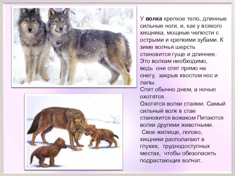 Сообщение на тему дикие животные