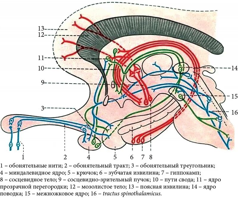 Проводящий путь анализатора обоняния схема. Обонятельный нерв схема пути. Проводящий путь органа обоняния схема. Проводниковый отдел обонятельного анализатора схема.