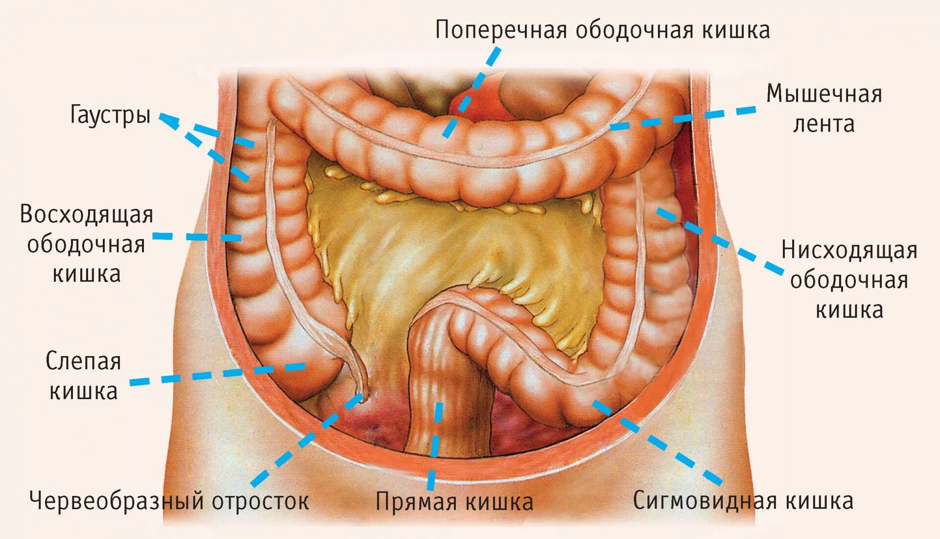 Слепая и подвздошная кишка. Отделы поперечно-ободочной кишки. Ободочная и поперечно ободочная кишка. Ободочная кишка это толстый кишечник. Слепая кишка поперечно-ободочная.