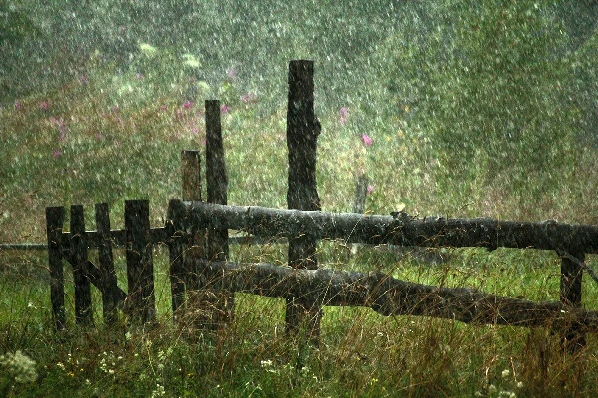 Ливень. Сад изящных слов (2013) koto no ha no niwa. Летний дождь в лесу. А вы любите дождь. Люблю дождь в лесу.