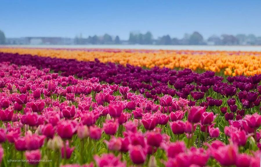 Где находится тюльпановое поле. Тюльпановые поля. Тюльпанный поля в Амстердаме. Амстердам тюльпановые поля. Нидерлан Нидерланды тюльпановые поля.