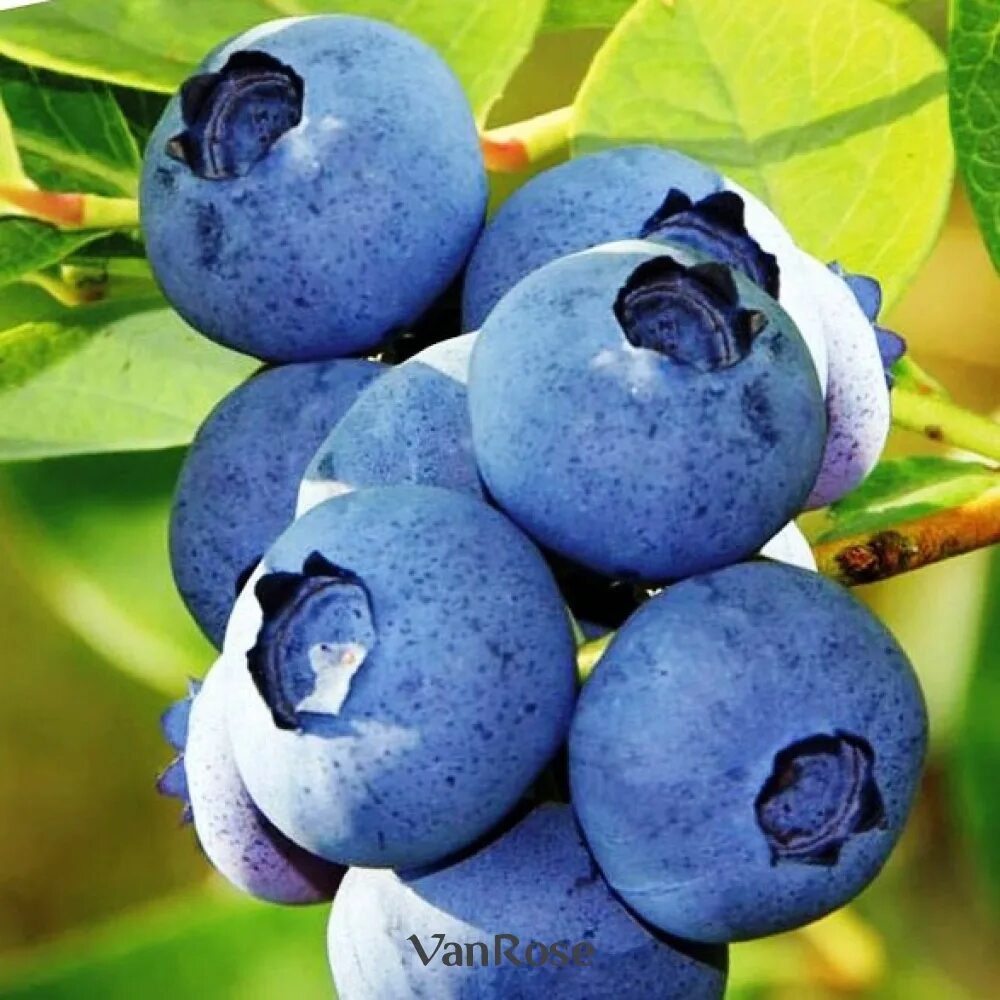Голубика сорт блю голд. Голубика блюголд. голубика blue gold. голубика блюголд куст. голубика садовая bluegold.