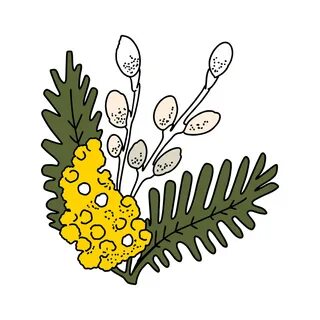 Рисунок мимозы
