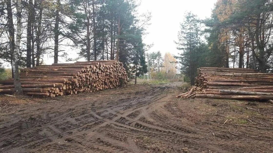 Вырубка деревьев на генерала карбышева. Карабиха лес. реликтовая сосна в селе зура. вырубка леса. вырубка древесины.